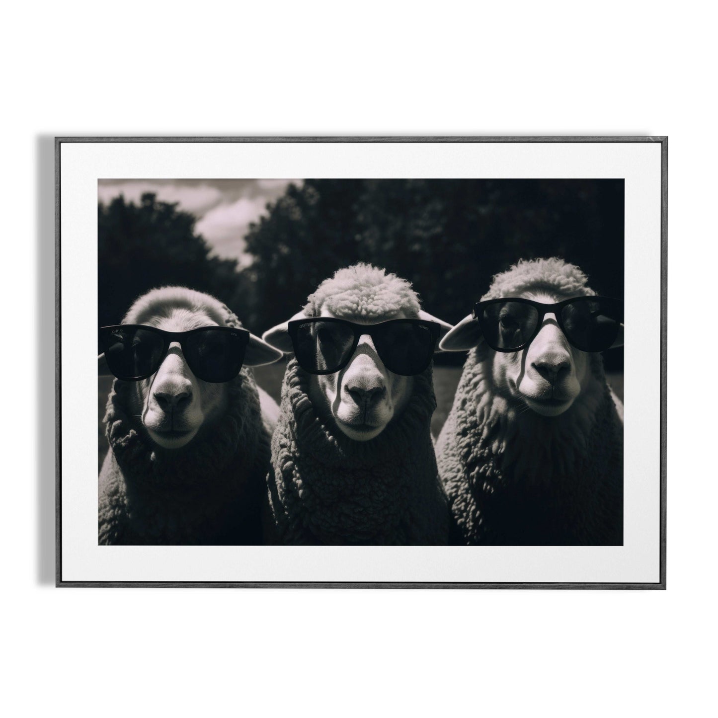 Sheep Walking Wearing Sunglasses